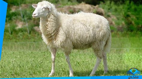 تفسير رؤية الغنم في المنام لابن سيرين - موقع زيادة