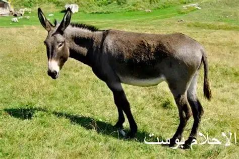 تفسير رؤية القطار في المنام للمرأة وللعزباء وللمتزوجة وللحامل وللرجل