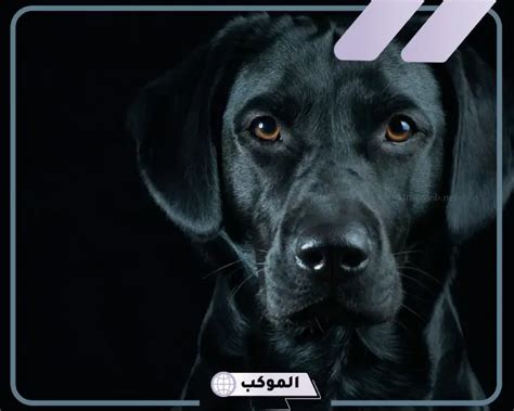 تفسير رؤية الكلاب السوداء في المنام لابن سيرين - موقع مقال