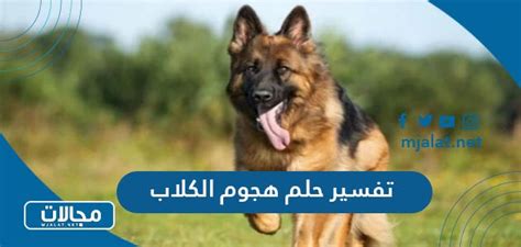 تفسير رؤية الكلاب في المنام - موقع محتويات