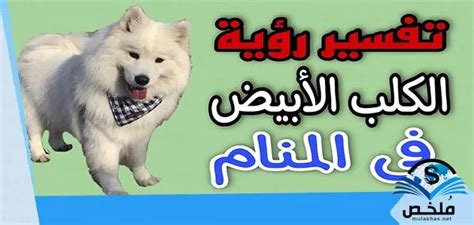 تفسير رؤية الكلب الأبيض في المنام لابن سيرين - موقع مقال