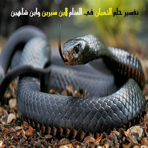 تفسير رؤية ثعبان كبير في المنام لابن سيرين وابن شاهين والنابلسي