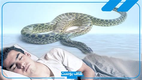 تفسير رؤية ثعبان كبير في المنام ورؤية ثعبان أخضر كبير في المنام