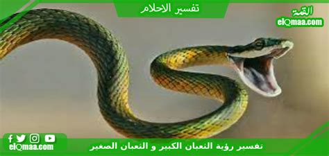 تفسير رؤية ثعبان كبير وثعبان صغير في الحلم - موقع المحتوى