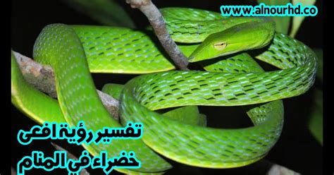 تفسير رؤية حية خضراء في المنام | المرسال