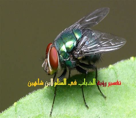 تفسير رؤية ذبابة في المنام لابن سيرين - موقع مصري تفسير رؤية ذبابة في المنام لابن سيرين - موقع مصري