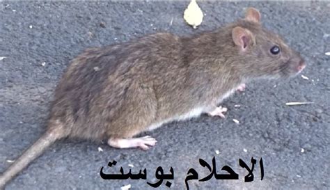 تفسير رؤية ذبابة في المنام لامرأة عزباء وامرأة متزوجة وامرأة حامل ورجل تفسير رؤية ذبابة في المنام لامرأة عزباء وامرأة متزوجة وامرأة حامل ورجل