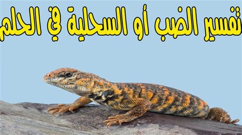 تفسير رؤية سحلية في المنام - أنا مسلم تفسير رؤية سحلية في المنام - أنا مسلم