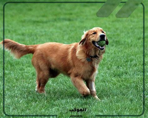 تفسير رؤية عضة الكلب للعزباء والمتزوجة في المنام لابن سيرين تفسير رؤية عضة الكلب للعزباء والمتزوجة في المنام لابن سيرين