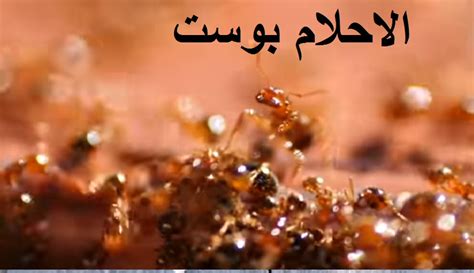 تفسير رؤية وسماع الغناء لامرأة وعازبة ومتزوجة وحامل ورجل ... تفسير رؤية وسماع الغناء لامرأة وعازبة ومتزوجة وحامل ورجل ...