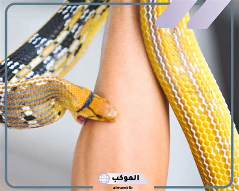 تفسير لدغة الأفعى في المنام لابن سيرين وكبار الفقهاء - موقع المفسر تفسير لدغة الأفعى في المنام لابن سيرين وكبار الفقهاء - موقع المفسر