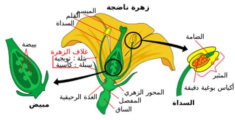 تقييم الفصل الثالث التكاثر في النباتات المزهرة ص 79 - مصدر سعودي