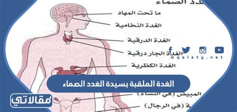 تُلقب بسيدة الغدد الصماء - الجمارك