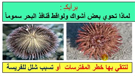تم حل مثال على شوكيات جلد القنفذ - Back News