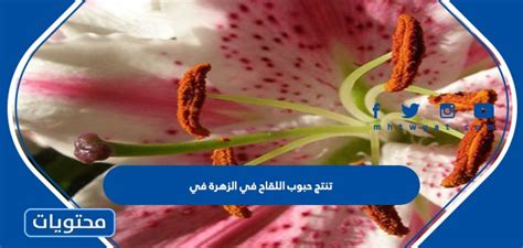 تنتج الزهرة حبوب اللقاح - أفضل إجابة