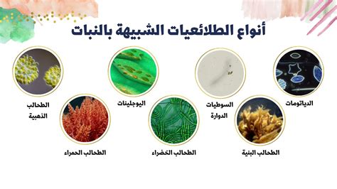 تنتمي الأميبا إلى مجموعة الطلائعيات التي تشبه الدراج العربي