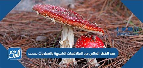 تنتمي الفطر الغرواني إلى مجموعة من الطلائعيات المتشابهة