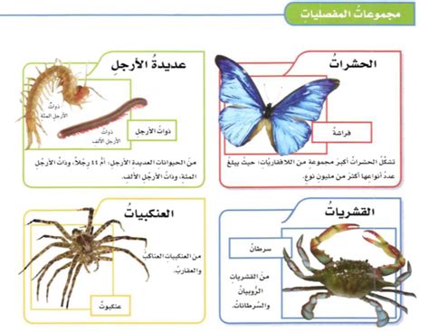 تنتمي اللافقاريات إلى العديد من الشعب، بما في ذلك الرخويات مثل القواقع وشوكيات الجلد مثل شوكيات الجلد تنتمي اللافقاريات إلى العديد من الشعب، بما في ذلك الرخويات مثل القواقع وشوكيات الجلد مثل شوكيات الجلد