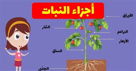 جزء النبات الذي يحتوي على الحب