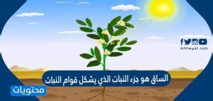 جزء النبات حيث الحب هو ساق