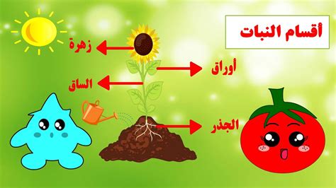 جزء من نبات حيث الحب 5 أحرف