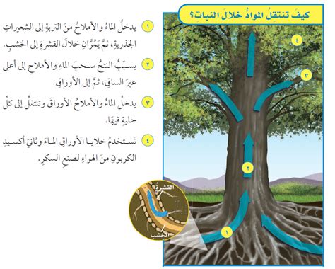 جزء من نبات ينقل الماء والمواد المغذية إلى أجزاء أخرى من النبات جزء من نبات ينقل الماء والمواد المغذية إلى أجزاء أخرى من النبات