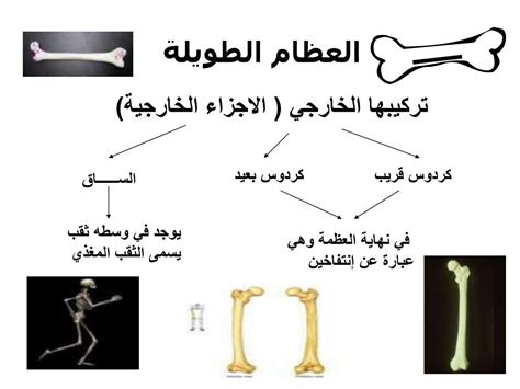 جميع السيقان صلبة وقوية - المعزز الناجح