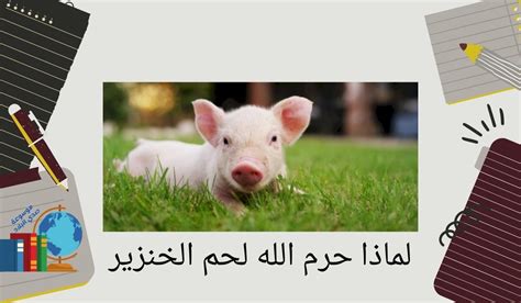 حظر لحم الخنزير .. الأسباب دينية وصحية - صدى البلد حظر لحم الخنزير .. الأسباب دينية وصحية - صدى البلد