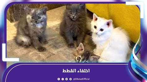 حقيقة اختفاء القطط في عيد الأضحى بسبب ملك الموت ونحر الأضاحي