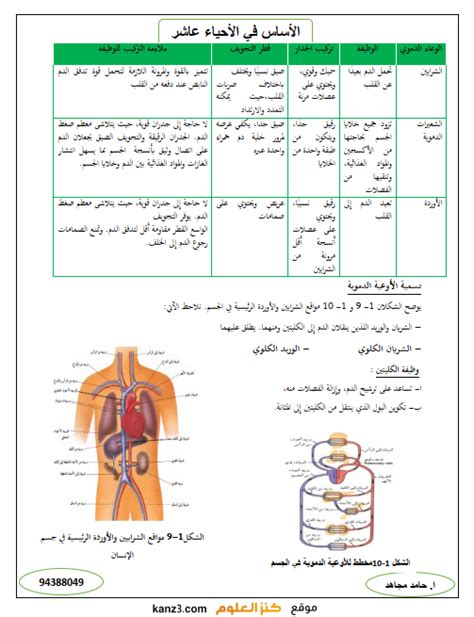 حل السؤال الجيل السائد في نباتات الأوعية الدموية هو المشيمة True False - موقع معلمي