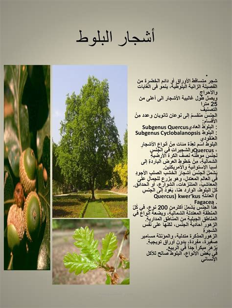 حل السؤال لجميع الأنواع التالية من المناطق المدارية في النباتات باستثناء