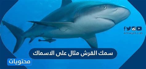 حل القرش مثال على الأسماك - التكوين السعودي - الأورجي العربي