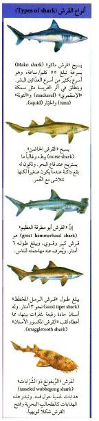 حل القرش هو مثال على Fish - التعليم السعودي - اتجاهات 2024