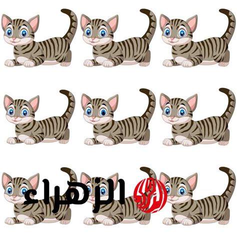 حل اللغز، يمكنك العثور على القط في الصورة - موقع الملف
