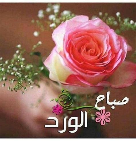 حل بقول أذكار _ حل في الصباح - رسائل ترجع حل بقول أذكار _ حل في الصباح - رسائل ترجع