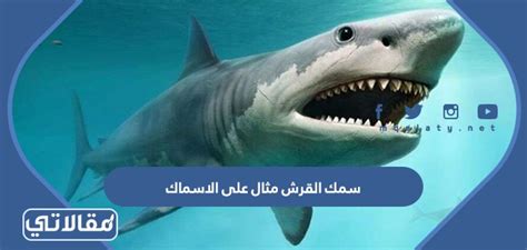 حل سؤال القرش مثال على الاسماك - تعليم سعودي - اخبار