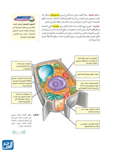 حل سؤال موجود في خلية نباتية ولكن ليس في حيوان… .._ حل - موقع القلعة