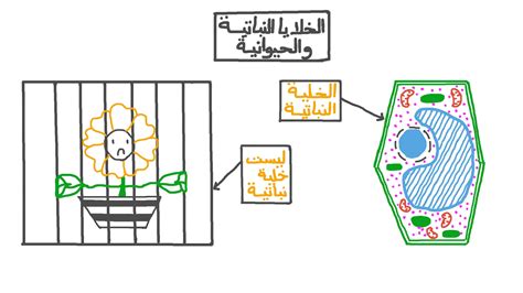 حل سؤال موجود في خلية نباتية وليس في الحيوانات - الاختصار المفيد حل سؤال موجود في خلية نباتية وليس في الحيوانات - الاختصار المفيد