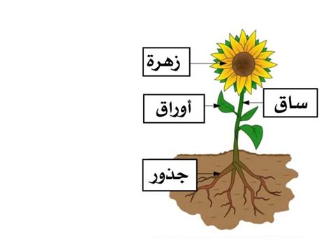 حل مسألة جزء من نبات يطلق الماء والعناصر الغذائية لأجزاء أخرى من النبات ... حل مسألة جزء من نبات يطلق الماء والعناصر الغذائية لأجزاء أخرى من النبات ...