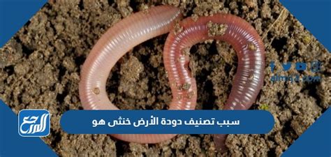 حل مسألة سبب تصنيف دودة الأرض على أنها خنثى - محلول للذوبان