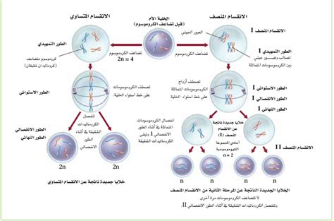 حل مسألة طريقة التكاثر الجنسي للصف السادس علوم - جيل الغد