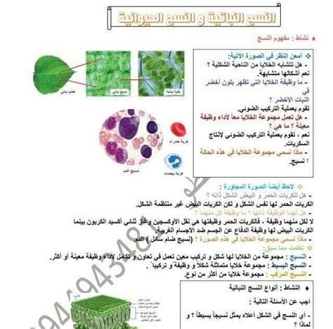 حل مسألة مجموعة النسج التي تشكل عضوًا في بيت العلوم حل مسألة مجموعة النسج التي تشكل عضوًا في بيت العلوم