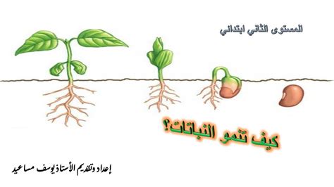 حل مسألة نوع من الجذور التي تنمو بالقرب من سطح التربة وفي شكل شبكة كبيرة - في الموقع، بالطبع حل مسألة نوع من الجذور التي تنمو بالقرب من سطح التربة وفي شكل شبكة كبيرة - في الموقع، بالطبع