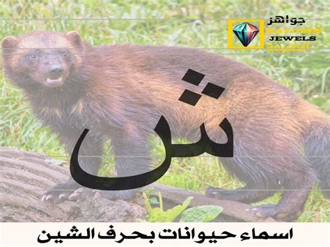 حيوان بحرف الشين هل تعرف ما هو؟ - تريندات حيوان بحرف الشين هل تعرف ما هو؟ - تريندات