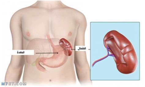 دراسة أمراض الطحال العربي - سؤالك