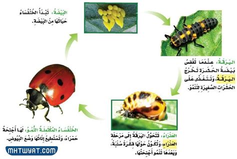 دورة حياة الخنفساء هي بيضة، ثم يرقة، ثم خادرة، ثم خنفساء بالغة - إجابات العالم دورة حياة الخنفساء هي بيضة، ثم يرقة، ثم خادرة، ثم خنفساء بالغة - إجابات العالم