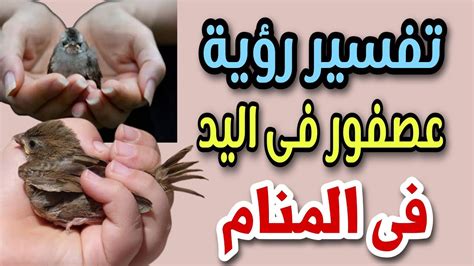 رؤية عصفور جريح في المنام - مشاكل وحلول