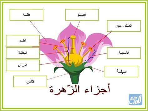 زهور بعض النباتات ملونة ولها رائحة عطرة L - دليل على الثقافة