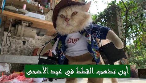 سبب اختفاء القطط يوم عيد الأضحى 2021 - ثقفني