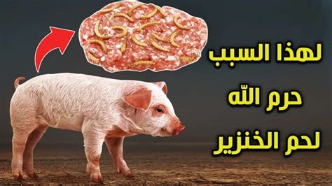 سبب تحريم أكل لحم الخنزير - إسلام ويب - مركز الفتوى سبب تحريم أكل لحم الخنزير - إسلام ويب - مركز الفتوى